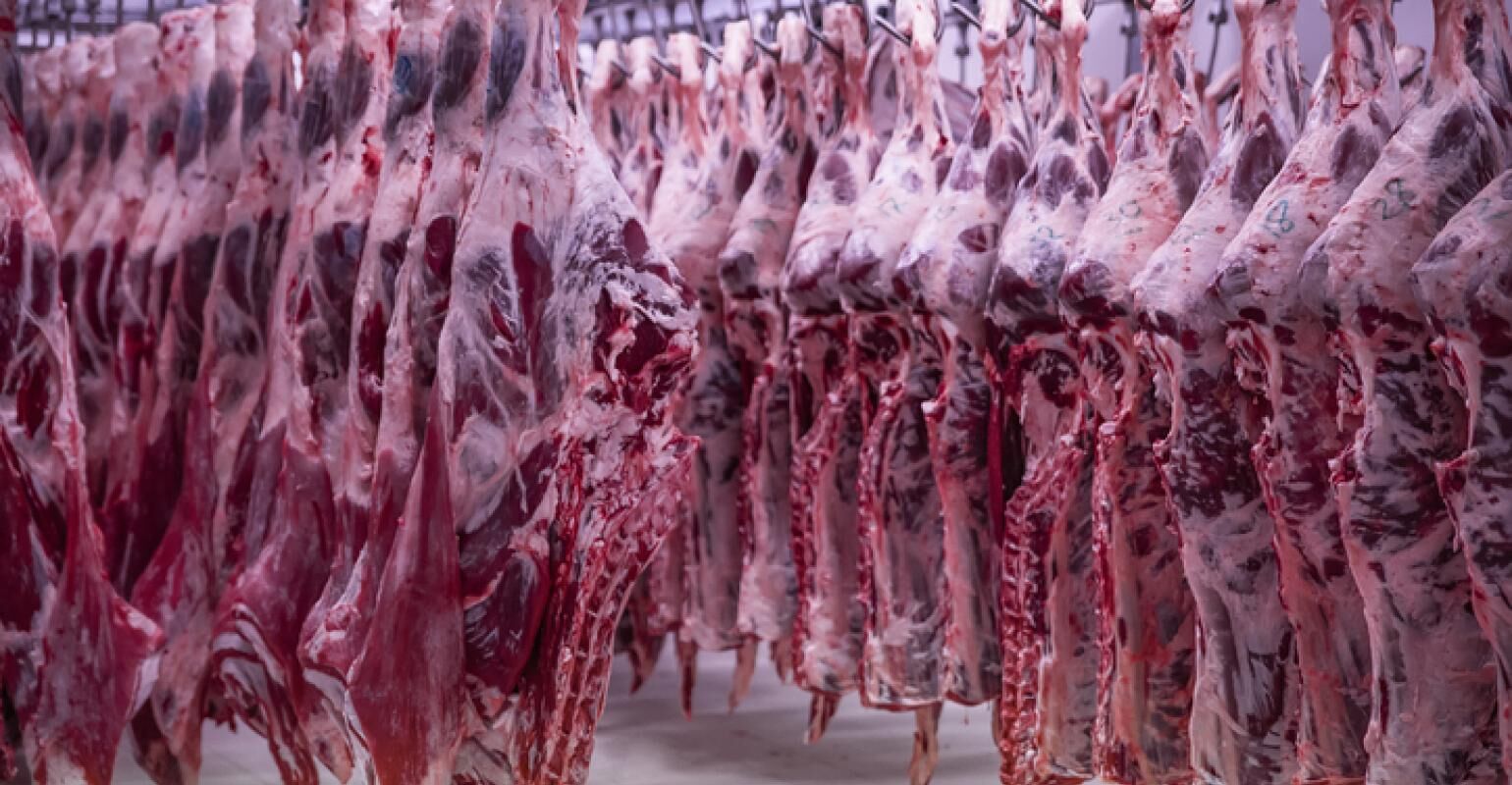 BN Packing Plant Carcasses